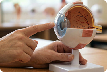 What_is_Cornea